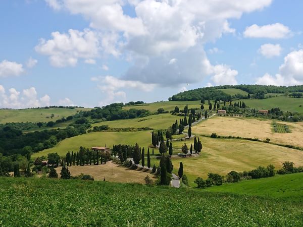Zigzag ciprus fotópont Monticchiello mellett, Toszkána ciprus fasor, Olaszország