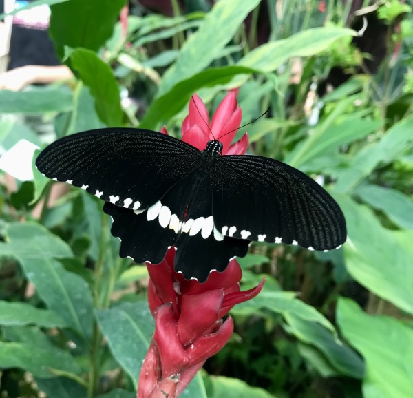 Pillangó, Botanikus kert, Kassa, Szlovákia