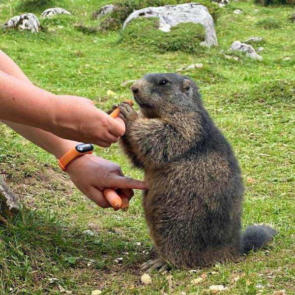 Mormota Alpok, Ausztria