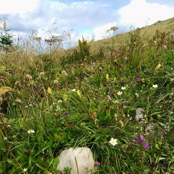 Ötscher vadvirágos rét, Ausztria