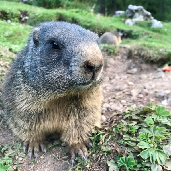 Mormota Alpok, Ausztria