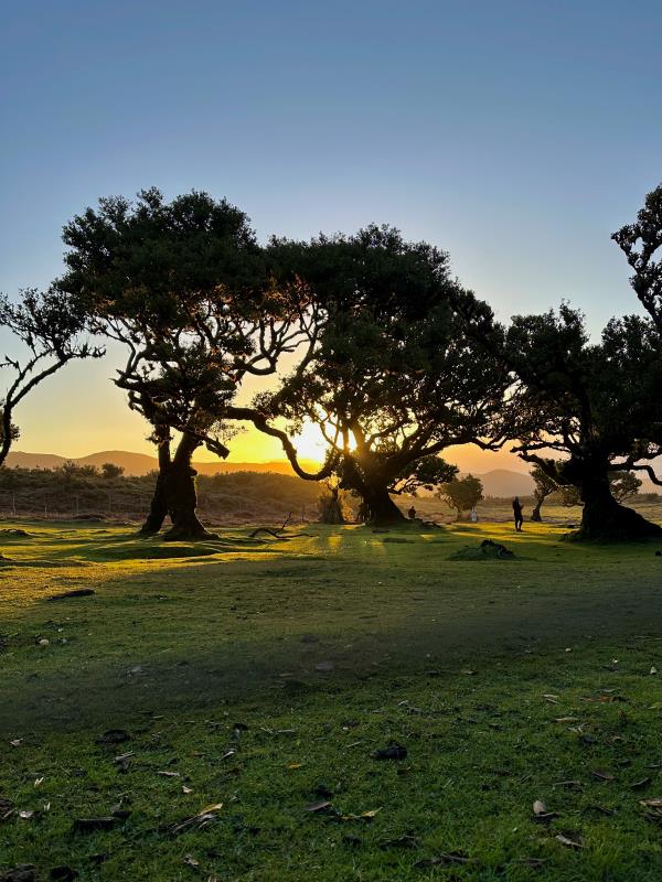 Madeira Fanal erdő naplementében, Portugália
