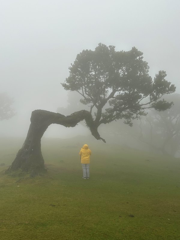 Madeira Fanal erdő a reggeli ködben , Portugália