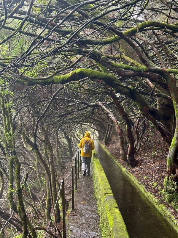 PR6 25 forrás túraútvonal ahol a fák ölelik a levadáskat, Madeira, Portugália