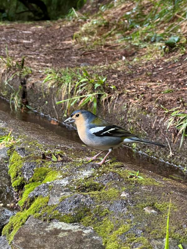 színes kismadár Madeirán, Portugália