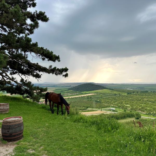 kilátás legelésző lóval, Boldogkővár Zemplén Magyarország