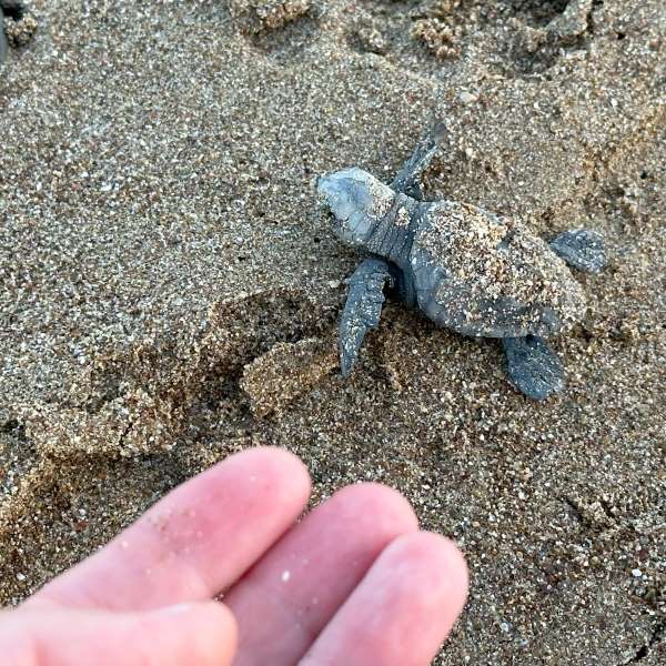 Kisteknős Elia Messinia homokjában, Görögország