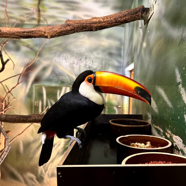 Kassa állatkert, Szlovákia