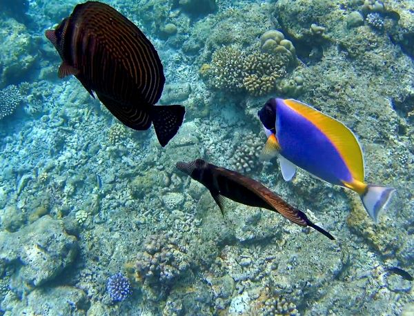 színes halak korallzátony Maldív-szigetek