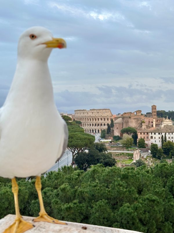 kilátás a Colosseumra sirállyal - Vittorio Emanule II. emlékmű, Róma, Olaszország