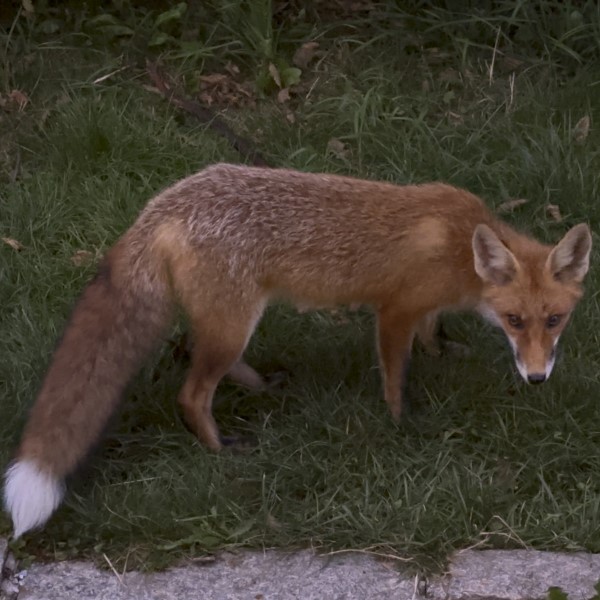 helyi róka Eisenerz, Ausztria