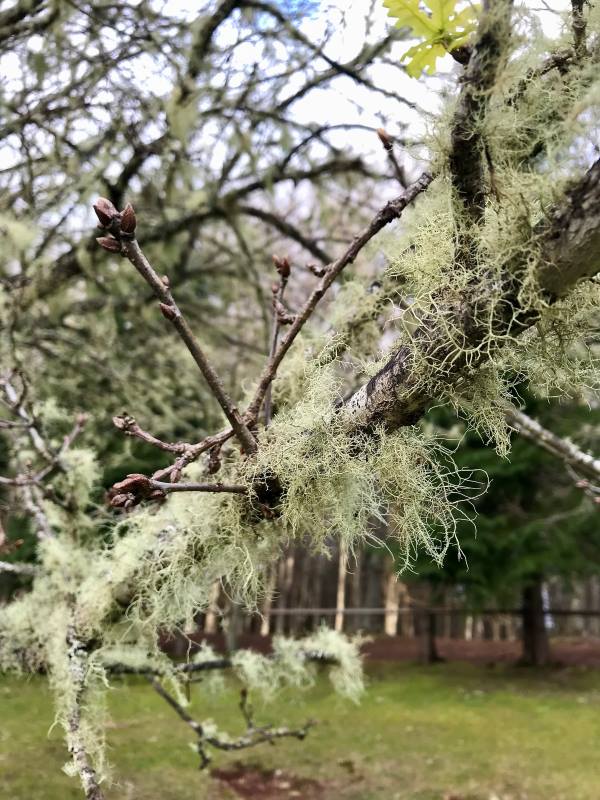 lombhullató fák zuzmókkal, mohákkal Santo António da Serra mellett Madeira-szigetek, Portugália