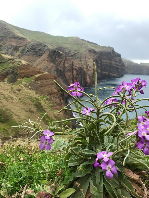 Szent Lőrinc-félsziget színes-csíkos sziklákkal, Madeira, Portugália