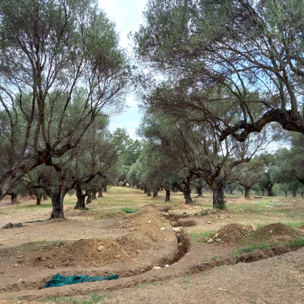 Spártai Régészeti Park